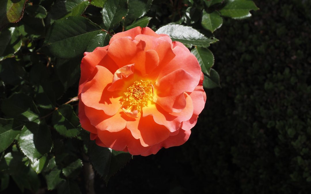 Summer Worship Calendar 2024